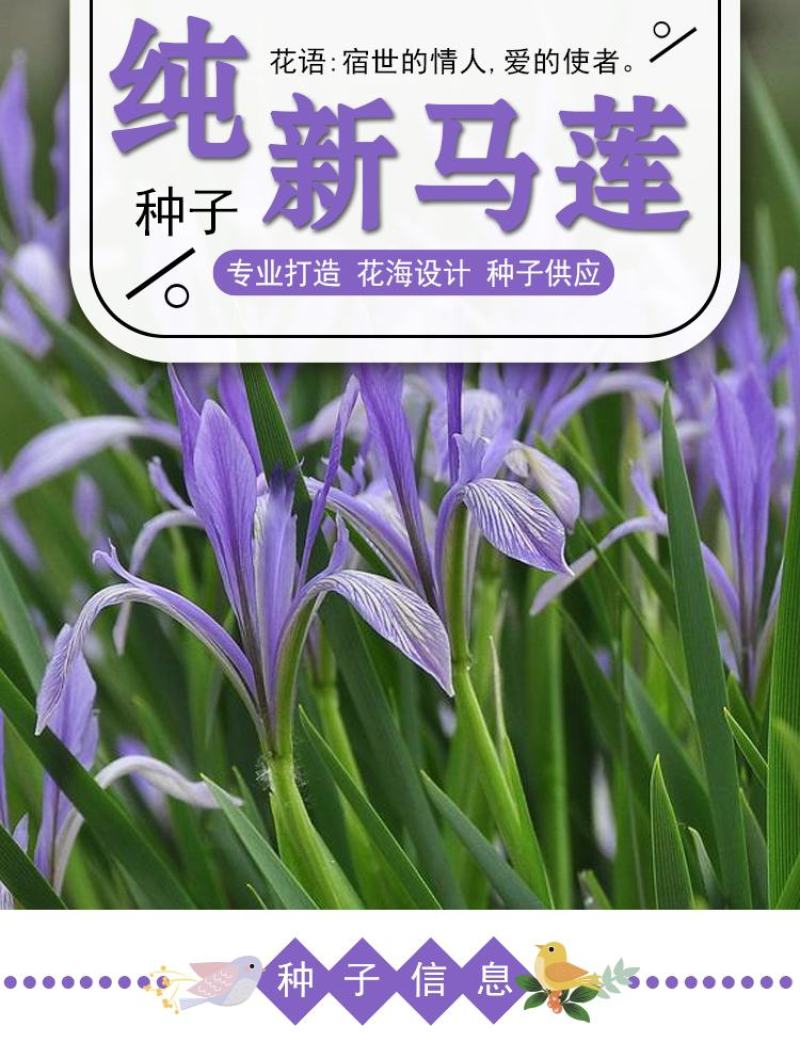 马莲籽花种子马蔺马莲种马兰花种子庭院耐旱耐寒简单草种籽蝴