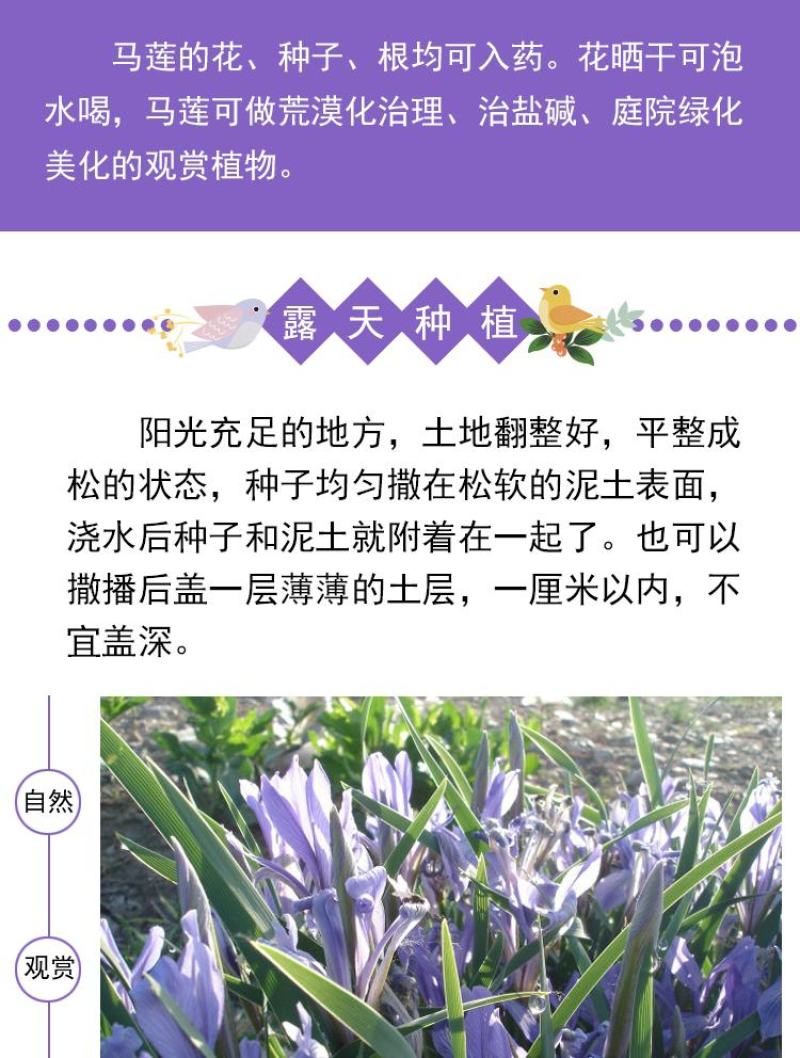 马莲籽花种子马蔺马莲种马兰花种子庭院耐旱耐寒简单草种籽蝴