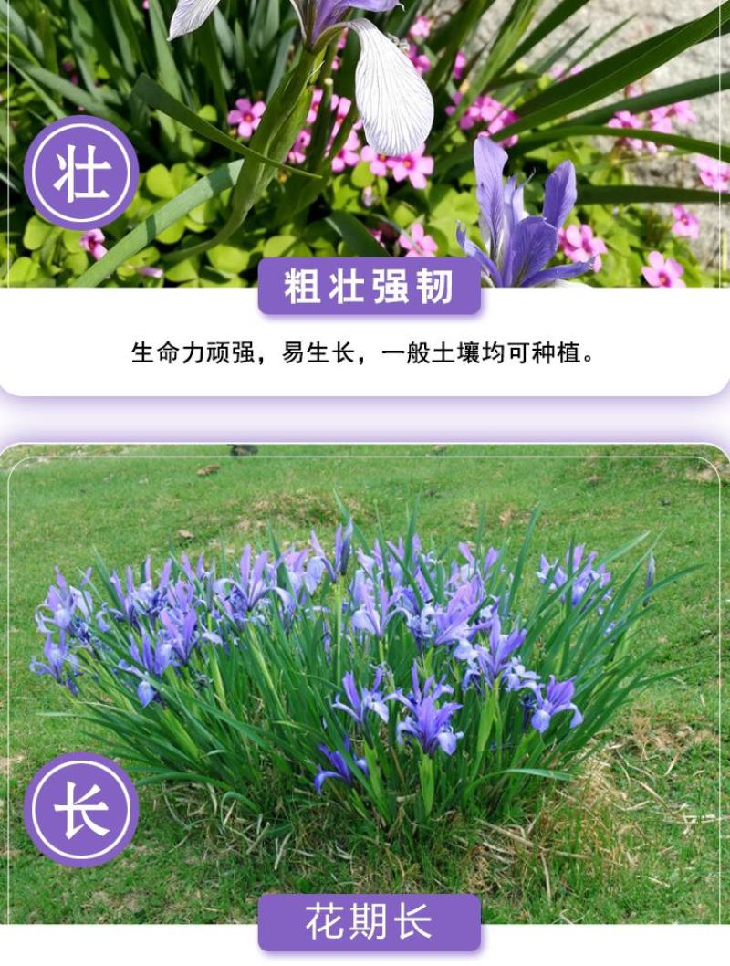 马莲籽花种子马蔺马莲种马兰花种子庭院耐旱耐寒简单草种籽蝴