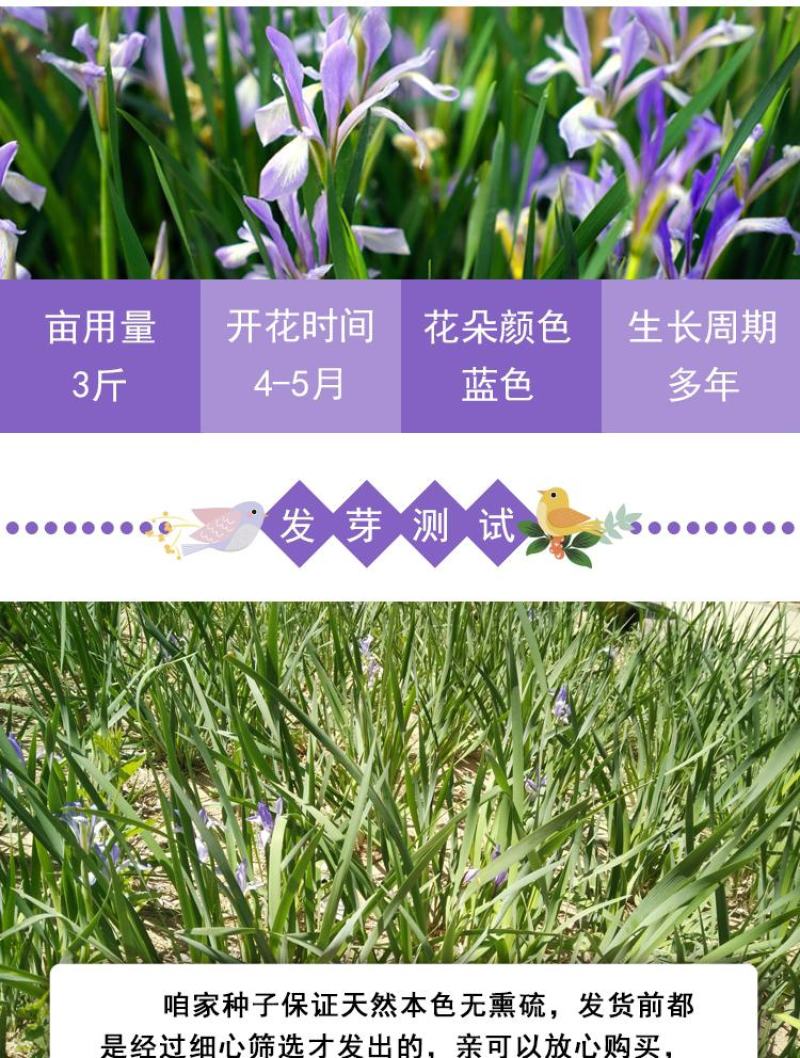 马莲籽花种子马蔺马莲种马兰花种子庭院耐旱耐寒简单草种籽蝴