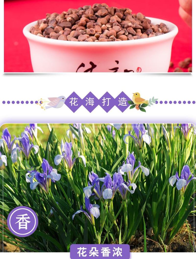 马莲籽花种子马蔺马莲种马兰花种子庭院耐旱耐寒简单草种籽蝴
