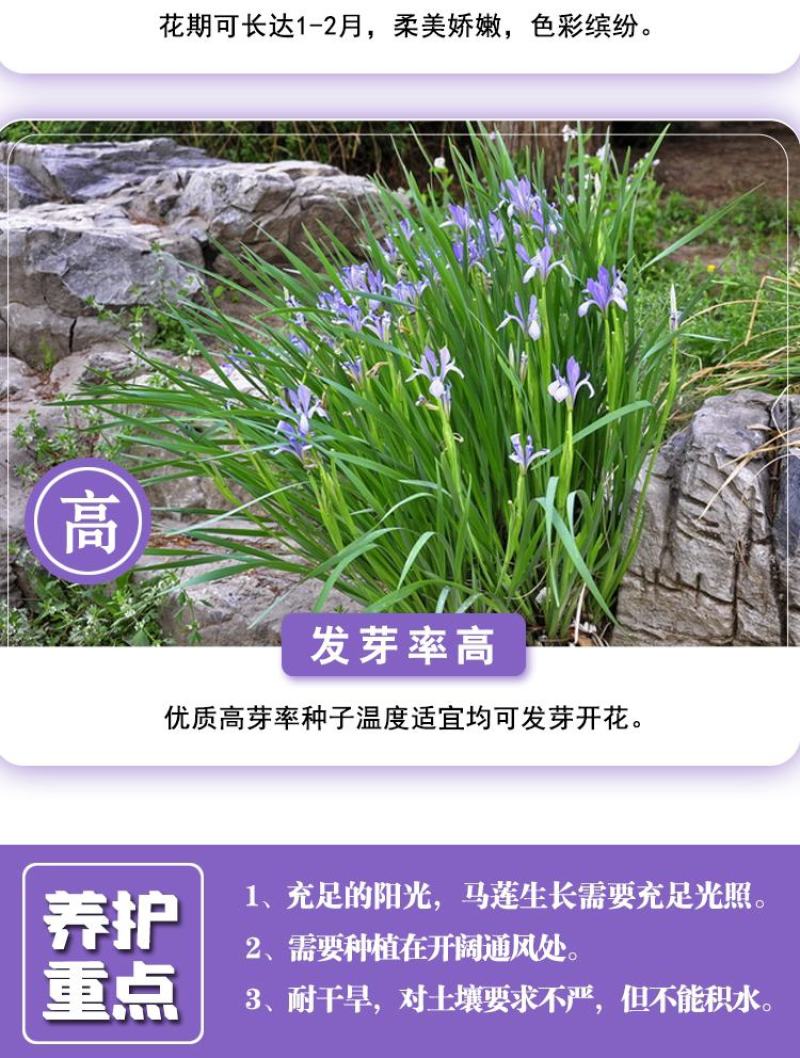 马莲籽花种子马蔺马莲种马兰花种子庭院耐旱耐寒简单草种籽蝴