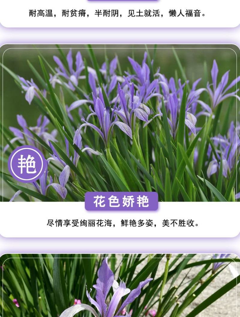 马莲籽花种子马蔺马莲种马兰花种子庭院耐旱耐寒简单草种籽蝴