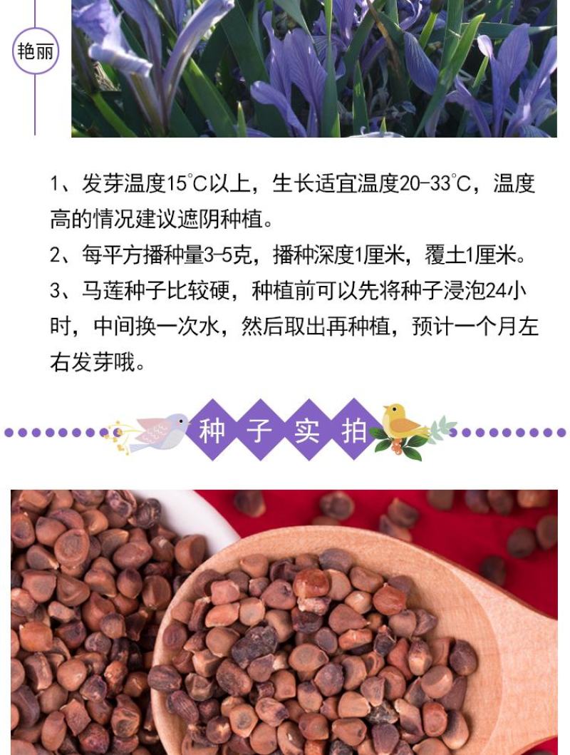 马莲籽花种子马蔺马莲种马兰花种子庭院耐旱耐寒简单草种籽蝴