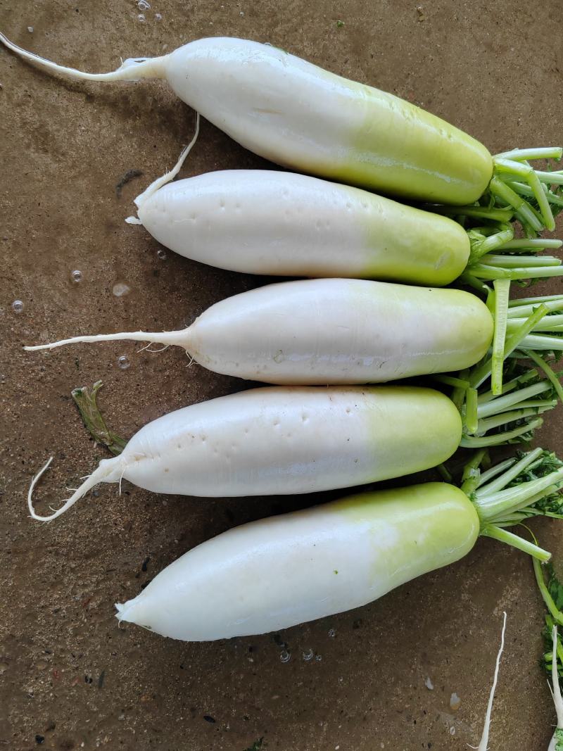 热销甘肃临洮水果萝卜大量现货一手货源量大从优