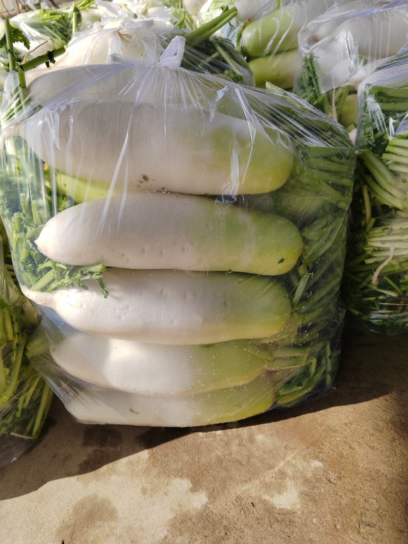 热销甘肃临洮水果萝卜大量现货一手货源量大从优