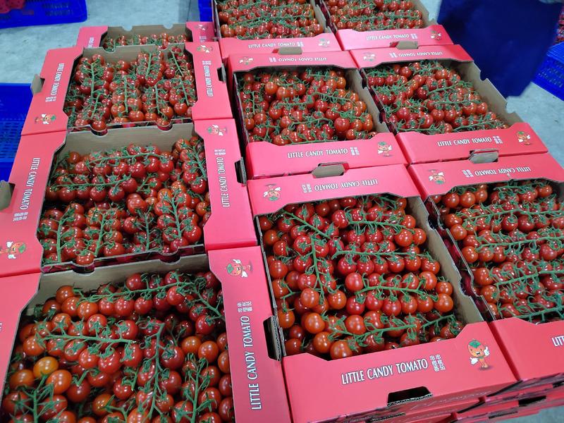 串番茄，串收小番茄，樱桃番茄，全年有货，货源稳定