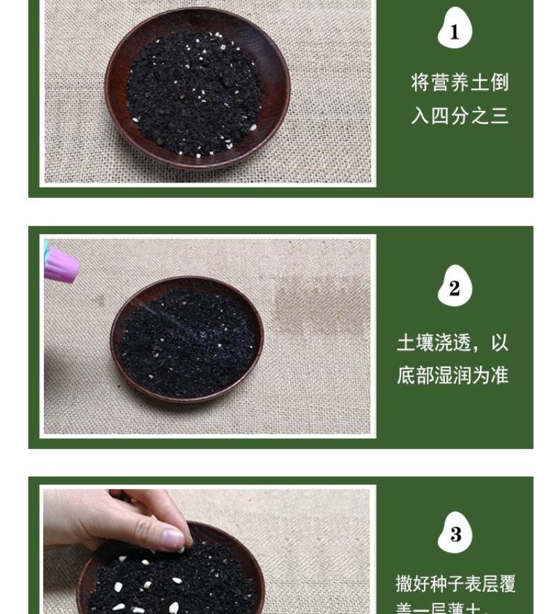 马齿苋种子马芷苋籽种太阳花马苋菜蔬菜种籽孑籽种