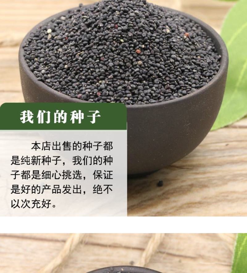 马齿苋种子马芷苋籽种太阳花马苋菜蔬菜种籽孑籽种