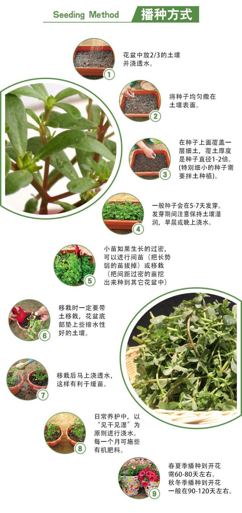 马齿苋种子马芷苋籽种太阳花马苋菜蔬菜种籽孑籽种