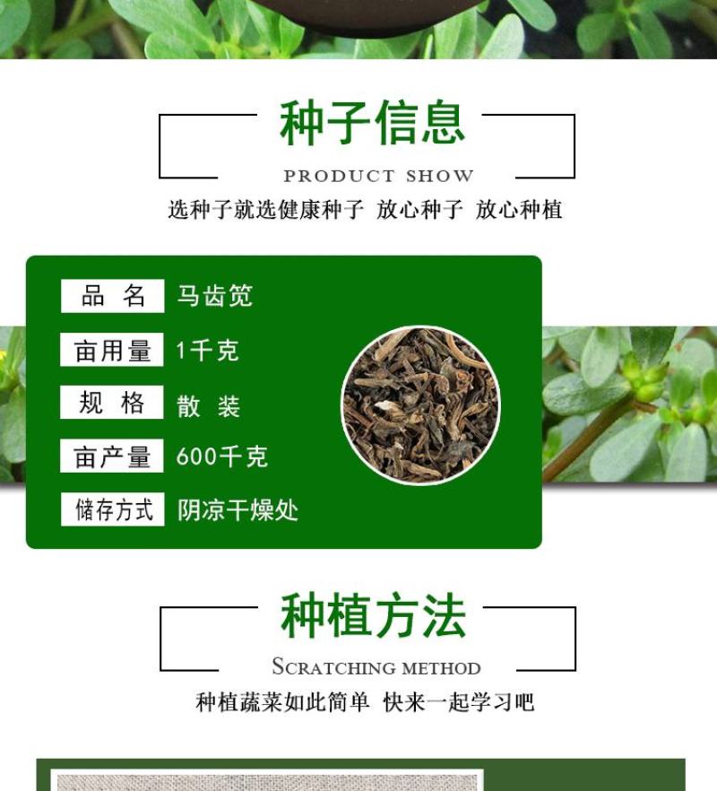 马齿苋种子马芷苋籽种太阳花马苋菜蔬菜种籽孑籽种