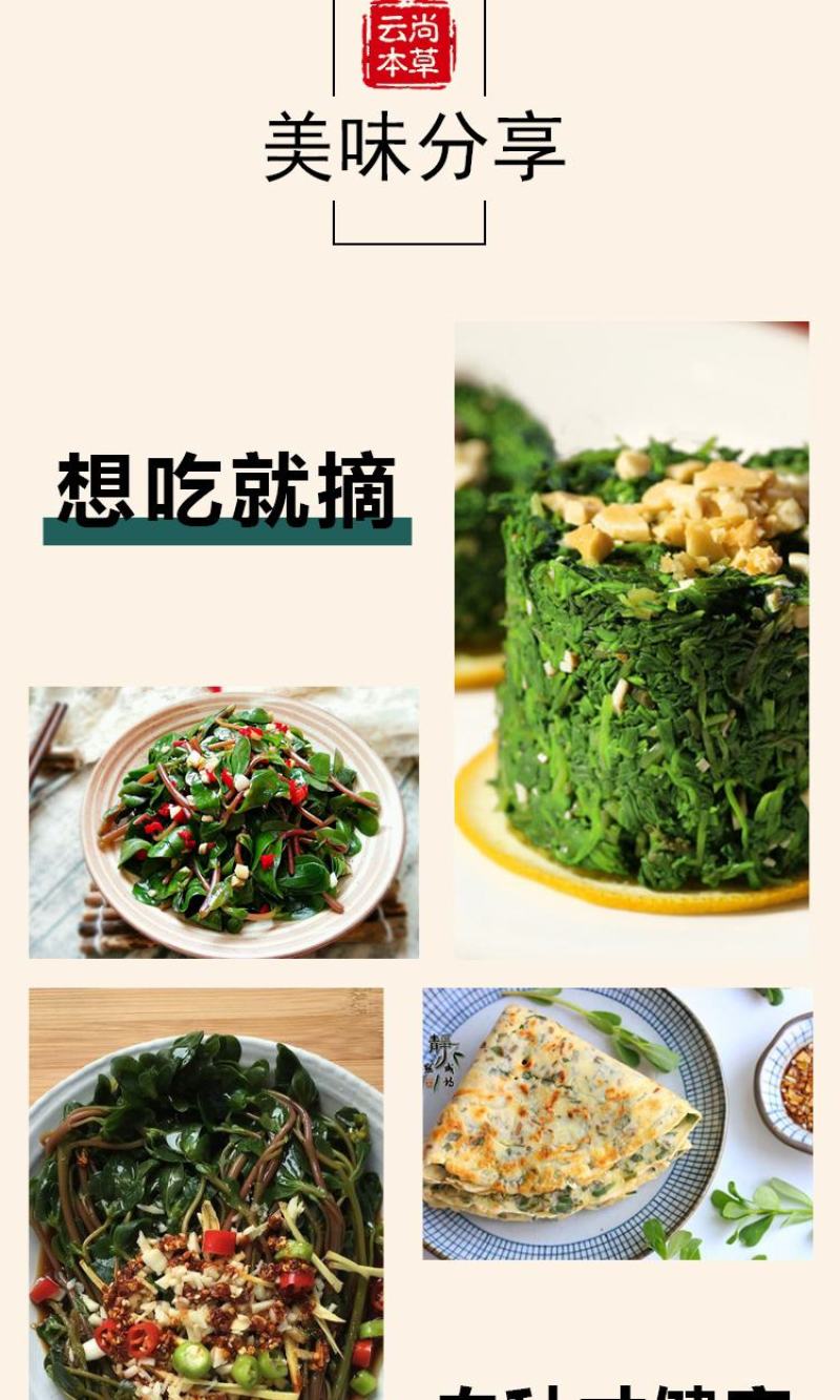 马齿苋种子马芷苋籽种太阳花马苋菜蔬菜种籽孑籽种