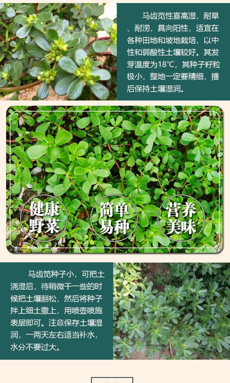 马齿苋种子马芷苋籽种太阳花马苋菜蔬菜种籽孑籽种