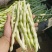 【芸豆】山东九粒白芸豆大量上市产地直发供应各大市场