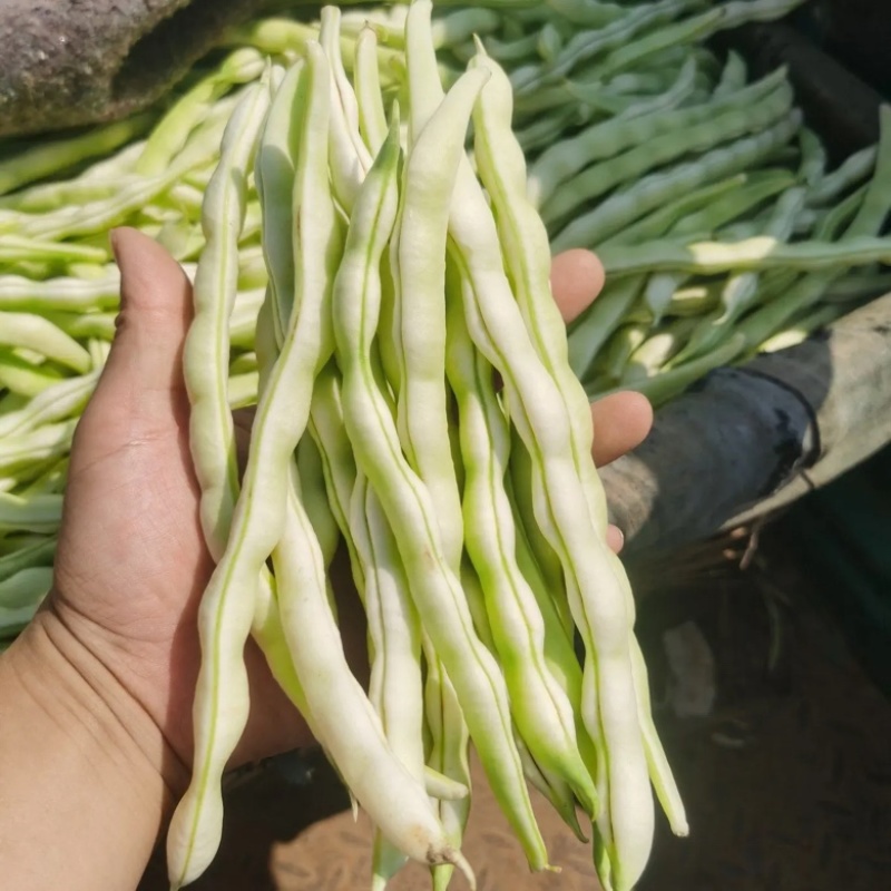 【芸豆】山东九粒白芸豆大量上市产地直发供应各大市场