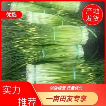 蒜苔/杂交蒜苔/周口蒜苔/淮阳蒜苔/河南蒜苔/全国发货