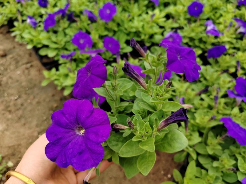 时令草花