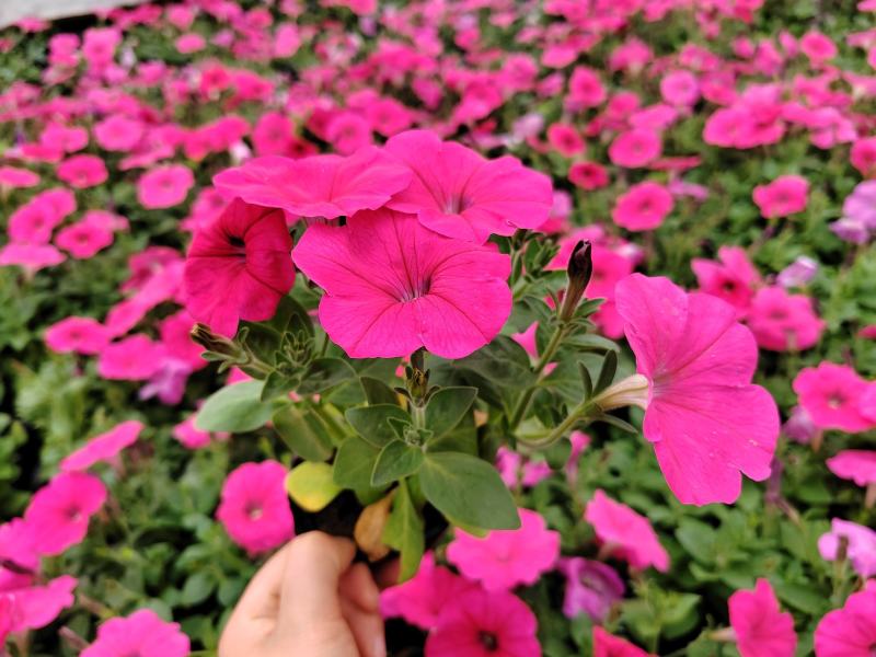 时令草花