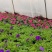 时令草花