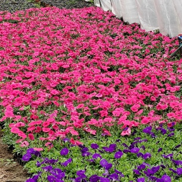 时令草花