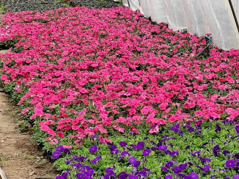 时令草花
