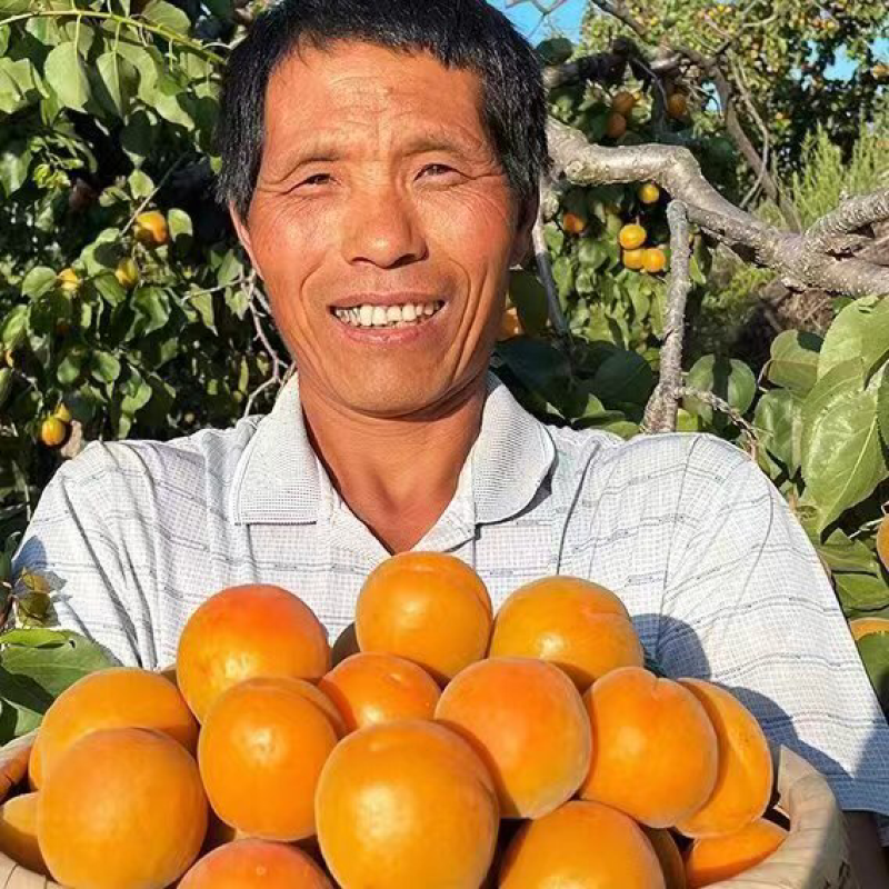 【热销】金太阳杏大量上市产地直发全国发货欢迎联系