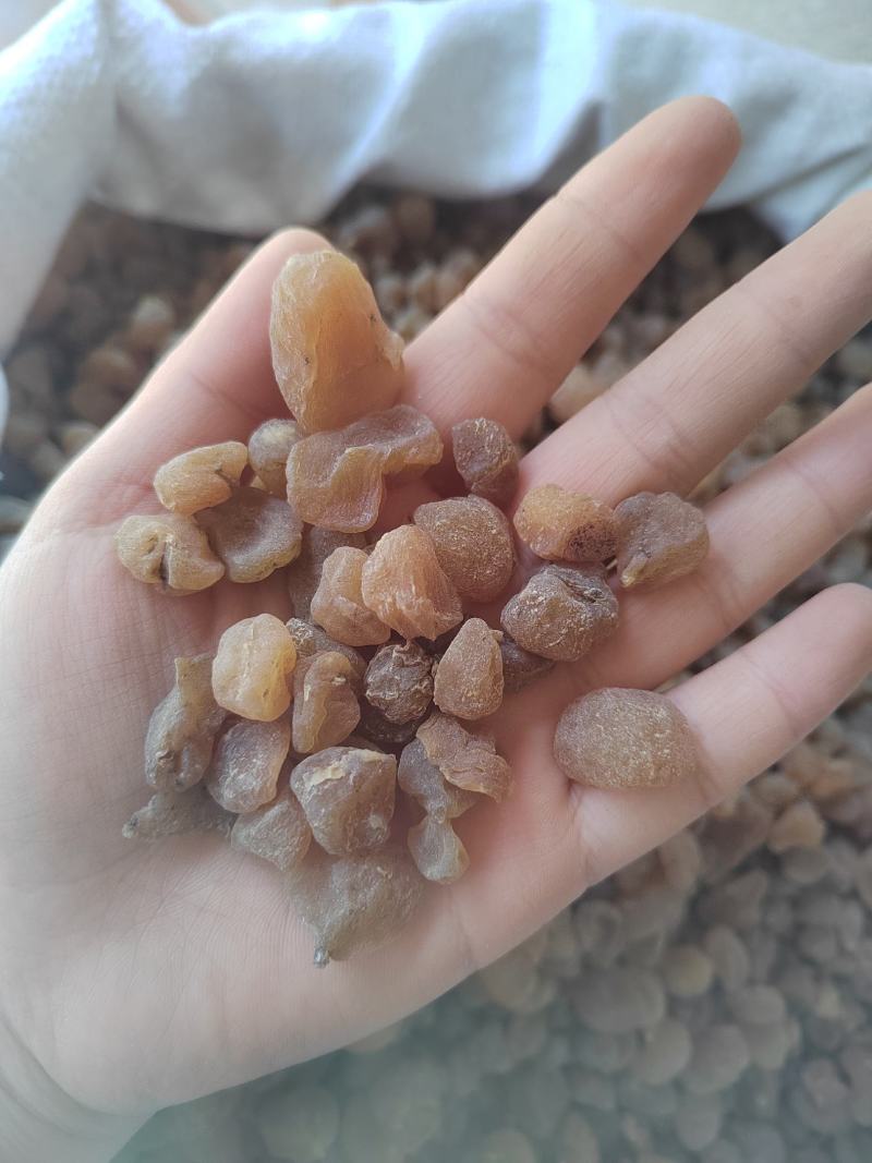 土贝母，精选中药材正品土贝，丹丹中药材批发