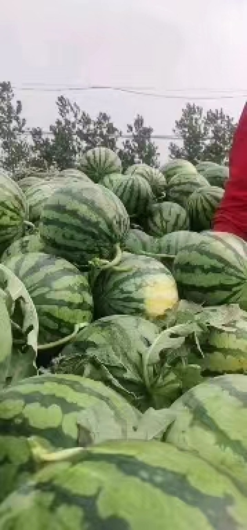 山西西瓜-美都西瓜无籽西瓜大量上市产地货源欢迎咨询采购