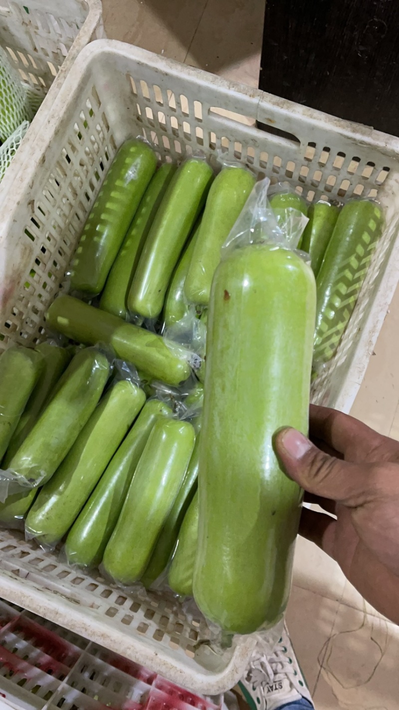 福建露天精品葫芦瓜/瓠瓜大量供应品质保证欢迎咨询