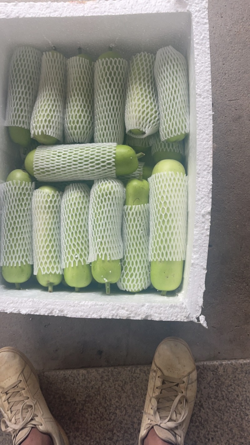 福建露天精品葫芦瓜/瓠瓜大量供应品质保证欢迎咨询