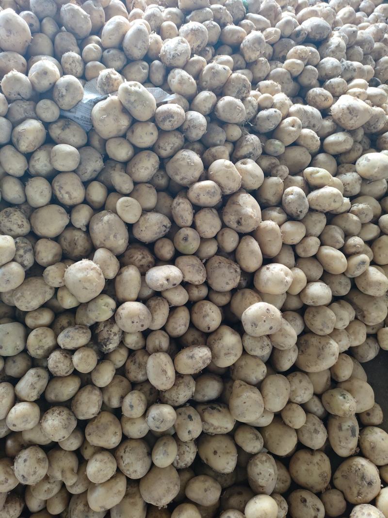 彭州土豆已大量上市个大黄皮黄心，果形好，无虫眼，