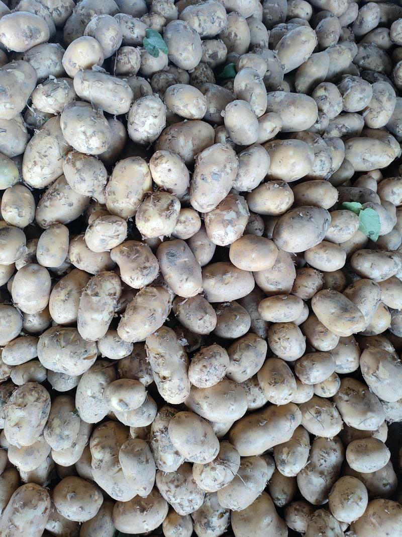 彭州土豆已大量上市个大黄皮黄心，果形好，无虫眼，