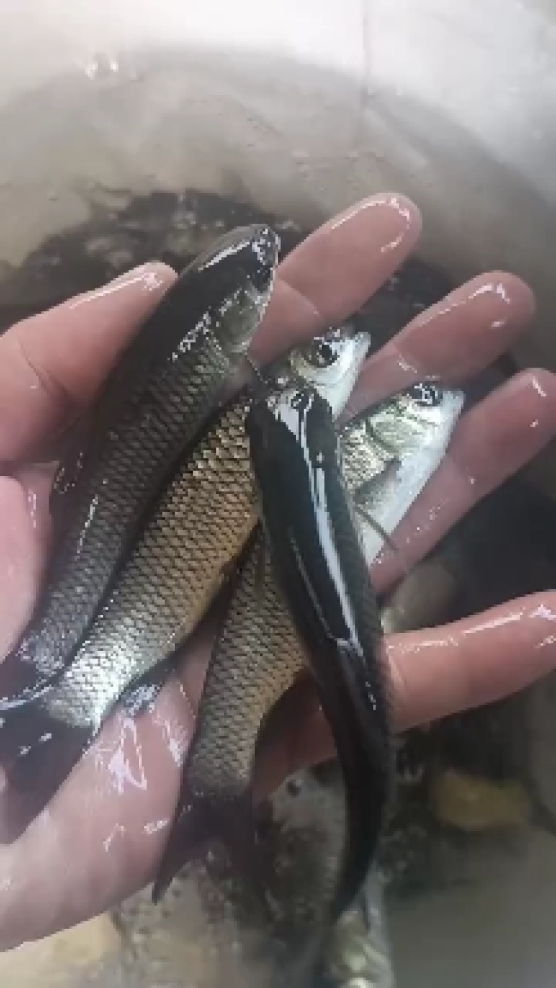 优质大草鱼苗活体淡水养殖鲫鱼鲤鱼白鲢鱼饲料四大家鱼正宗草