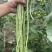 豇豆江苏长豆角现摘现发货源充足稳定交通便利