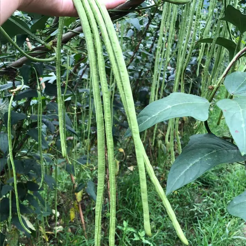 豇豆江苏长豆角现摘现发货源充足稳定交通便利