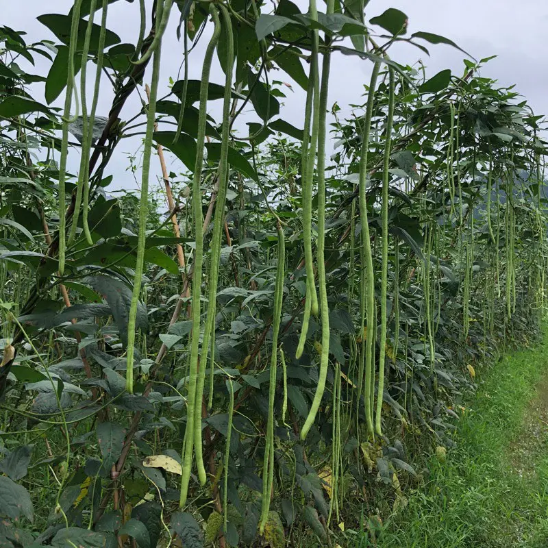 豇豆江苏长豆角现摘现发货源充足稳定交通便利