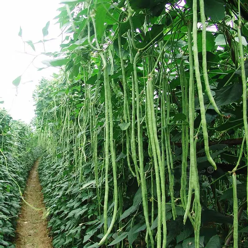 豇豆江苏长豆角现摘现发货源充足稳定交通便利