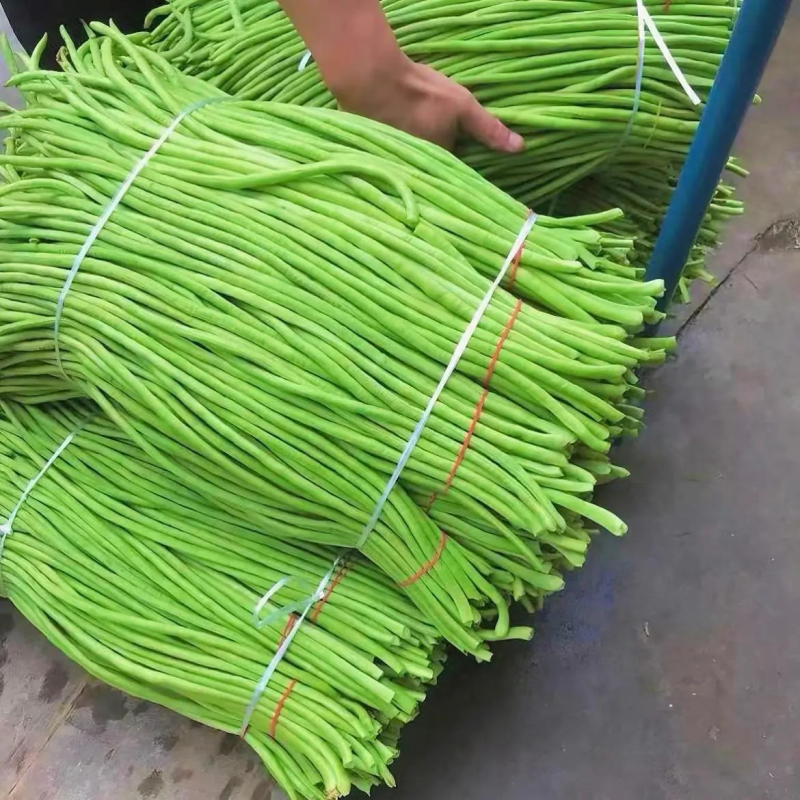豇豆江苏长豆角现摘现发货源充足稳定交通便利