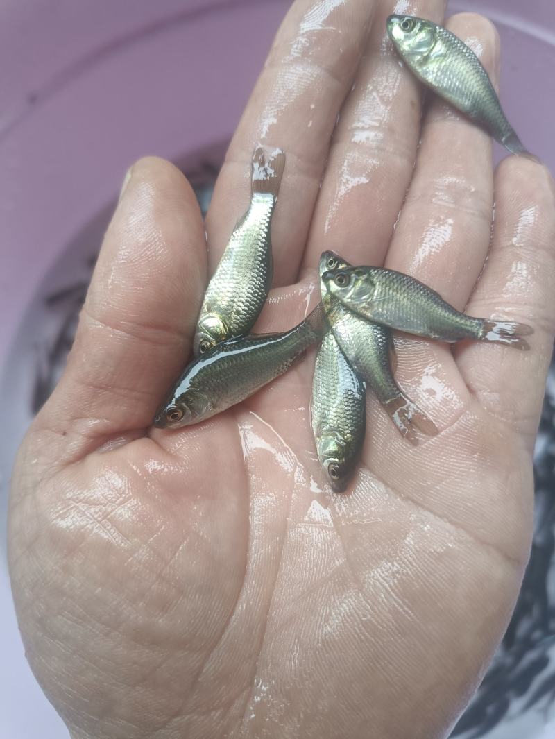 优质中科鲫五号鱼苗高背鲫鱼大阪鲫鱼土鲫黄金鲫鱼鲜活鱼苗