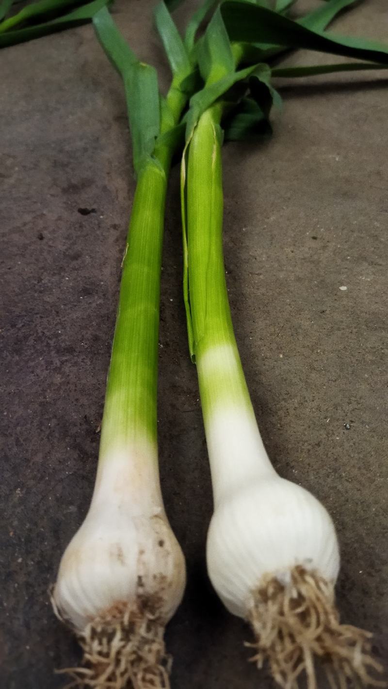 优质大蒜