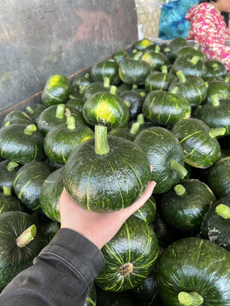 临海市板栗南瓜大量上市中