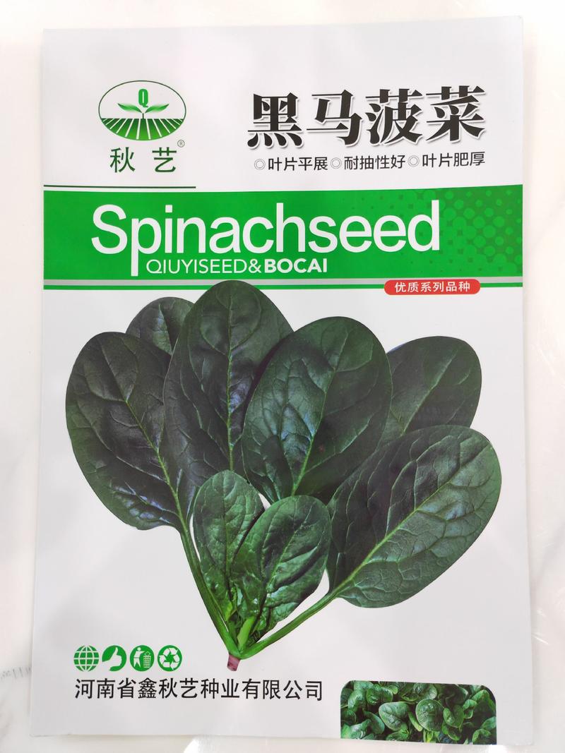 【夏季耐热】骄阳168菠菜种子，黑马菠菜种子袋装200g