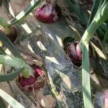 南阳洋葱红皮洋葱新鲜洋葱一手货源大量上市欢迎咨询