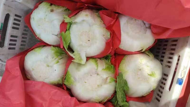 黄心白菜降价4~6斤，大量上市，质量上乘，白菜价