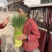 杂交红帽蒜苔