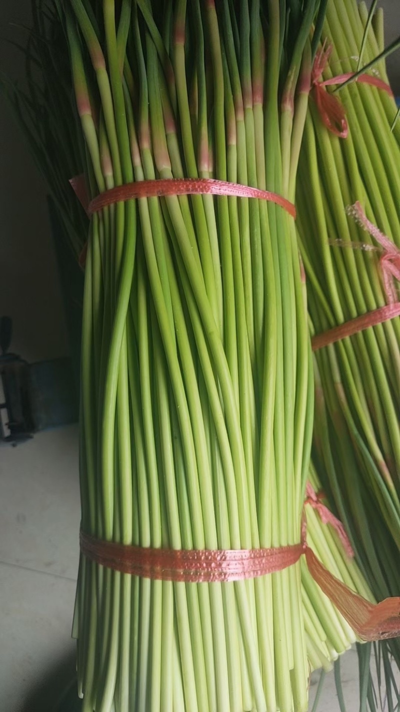 杂交红帽蒜苔