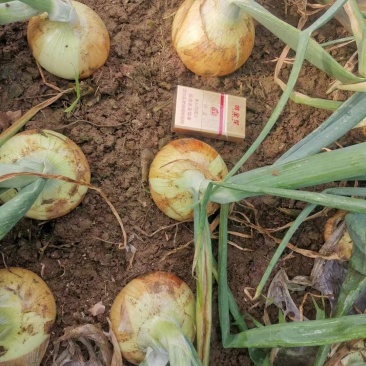 南阳洋葱黄皮洋葱大量上市一手货源欢迎咨询
