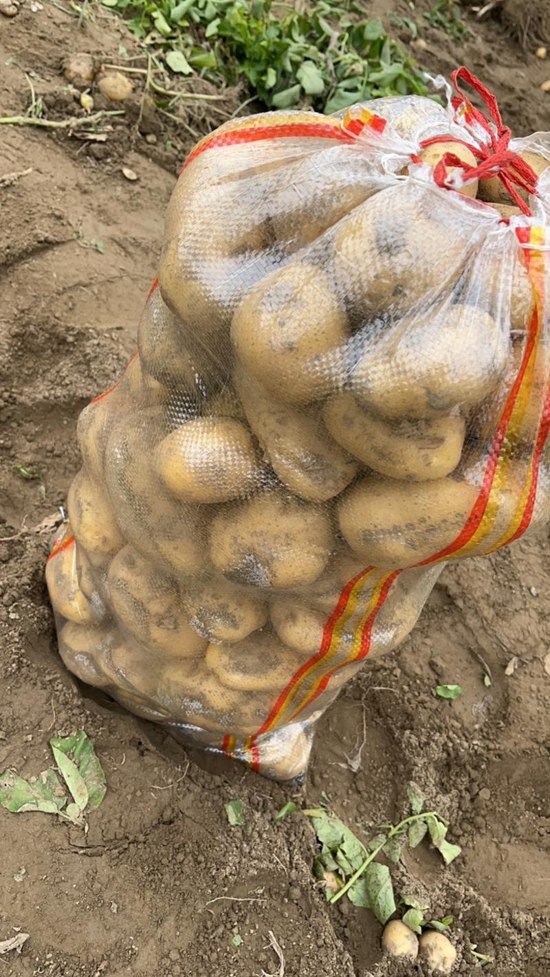 精品黄心土豆沙地土豆产地直发品质保证欢迎联系