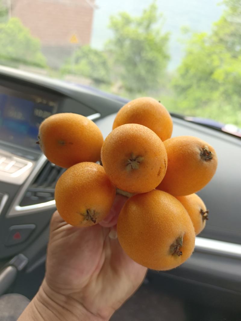 巴阳早熟枇杷