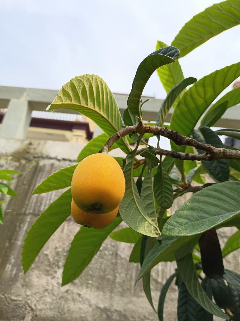 巴阳早熟枇杷